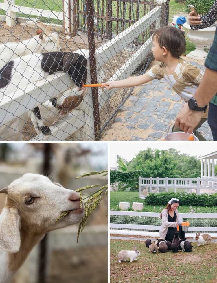 Pet-Friendly Hotel in Thailand