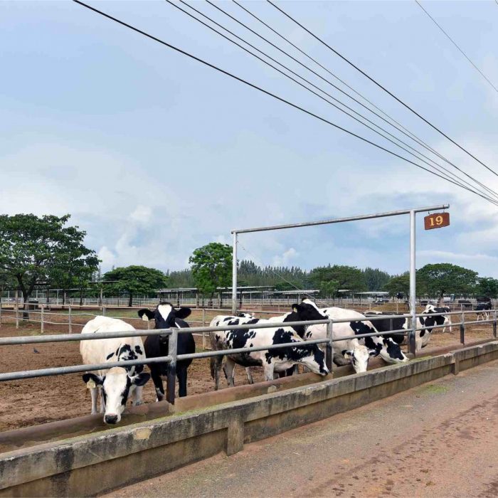 farm-chokchai-a-family-day-at-asias-largest-dairy-farm