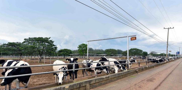 farm-chokchai-a-family-day-at-asias-largest-dairy-farm