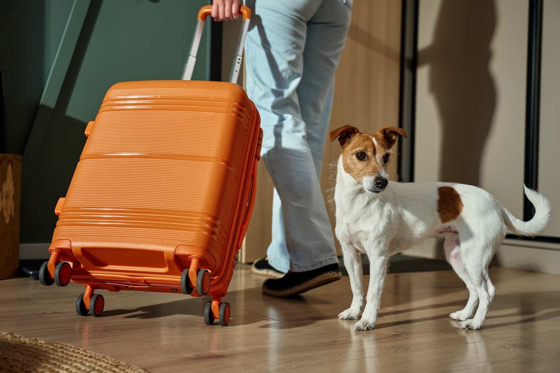 Pet friendly hotel in Bangkok