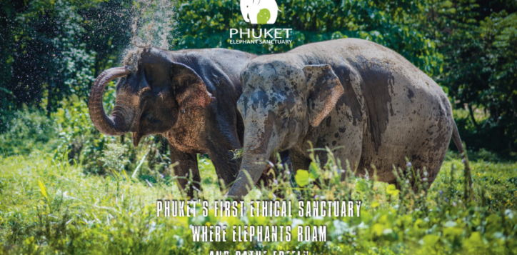 elephant-sanctuary-with-lunch-at-old-phuket-farm