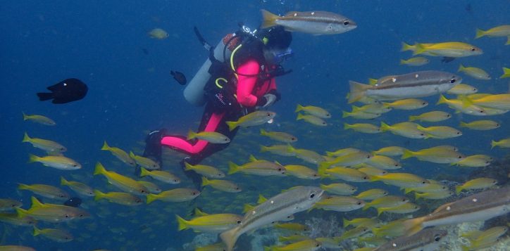 phi-phi-islands-dive-trips