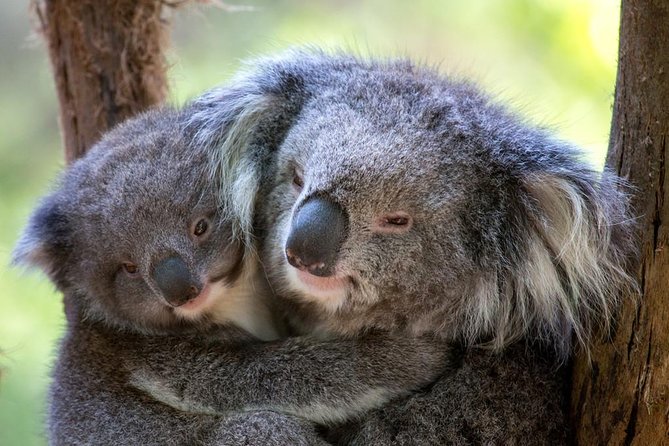 healesville-sanctuary