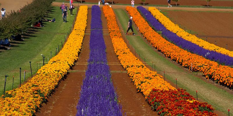 Things to Do in the Dandenong Ranges