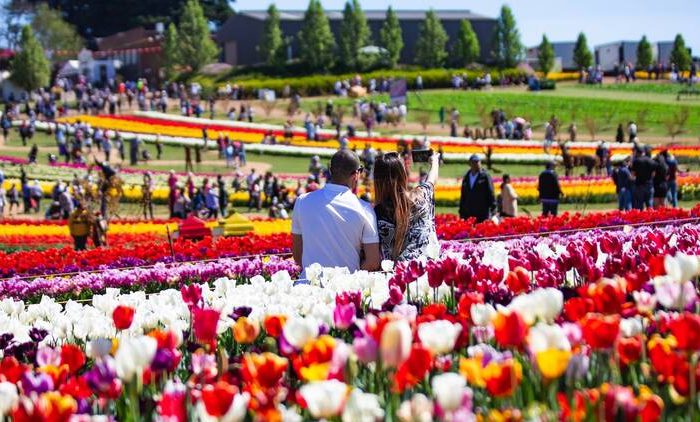 tesselaar-tulip-festival
