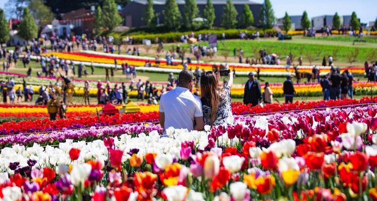 Tesselaar Tulip Festival