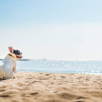 free-pets-stay