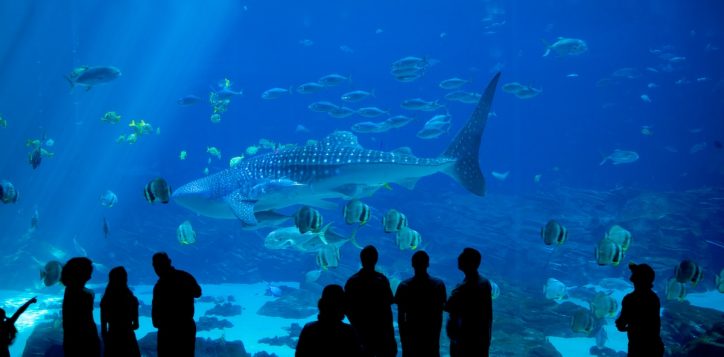 crowd-at-an-aquarium