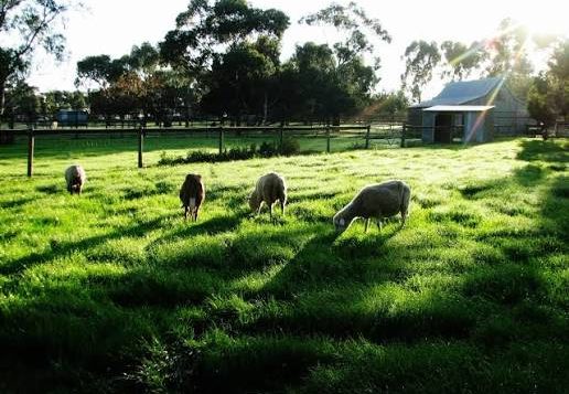 bundoora-park-farm-animals