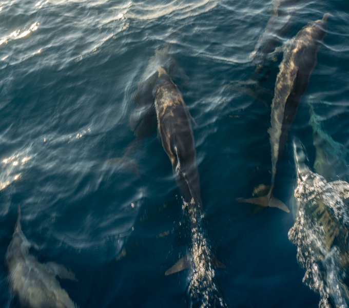 Dolphin Cruise_Fairmont Maldives Family