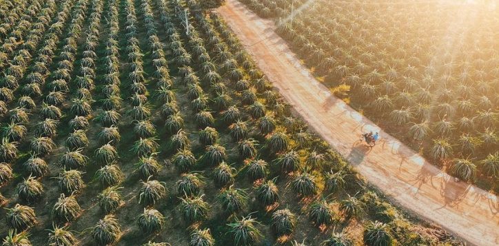 vuon-thanh-long-phan-thiet-daily-tour