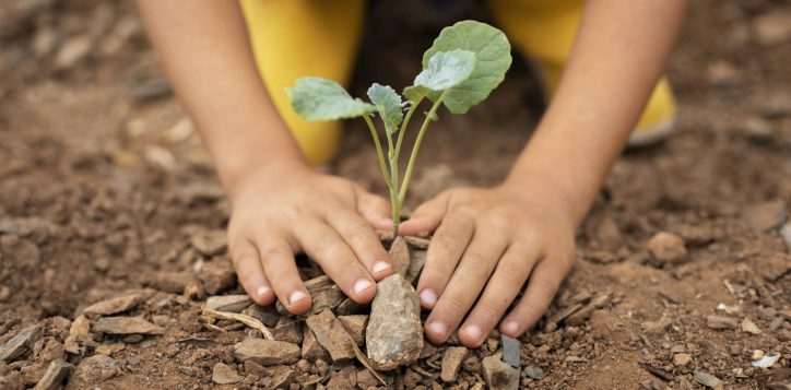 close-up-transplanting-process-plants