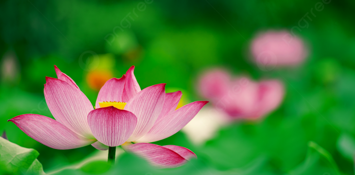 pngtree-a-still-photo-of-a-lotus-in-a-lotus-pond-at-picture-image_1487653