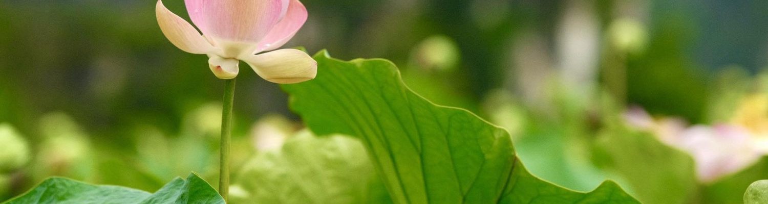 hoa-sen-viet-nam-ve-dep-thanh-khiet-trong-tam-hon-nguoi-viet