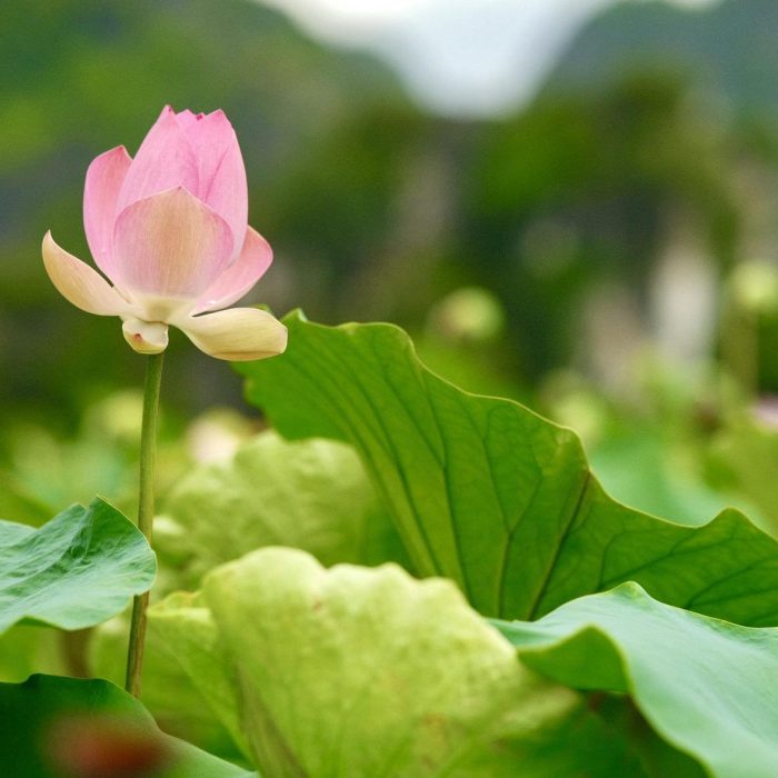 hoa-sen-viet-nam-ve-dep-thanh-khiet-trong-tam-hon-nguoi-viet