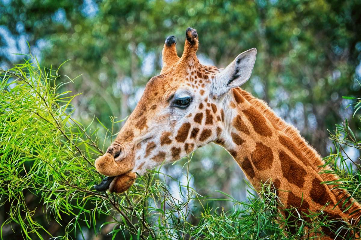 Chiang Mai zoo