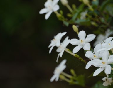 native-plants