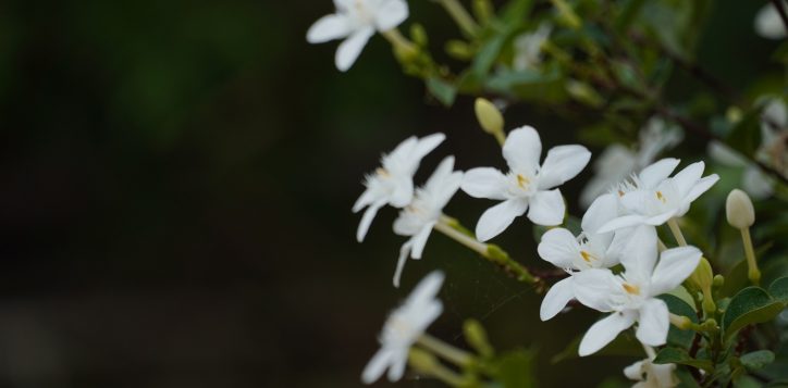 native-plants