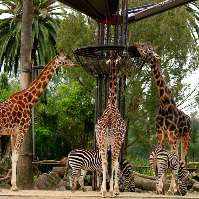 melbourne-zoo