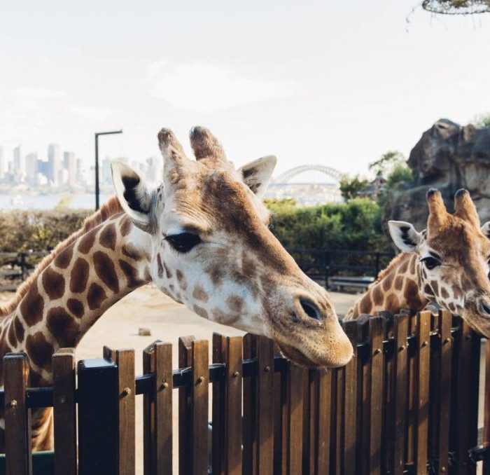taronga-zoo