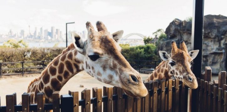 taronga-zoo