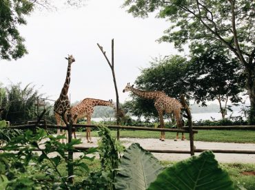 mandai-wildlife-reserve