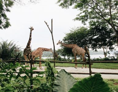 mandai-wildlife-reserve