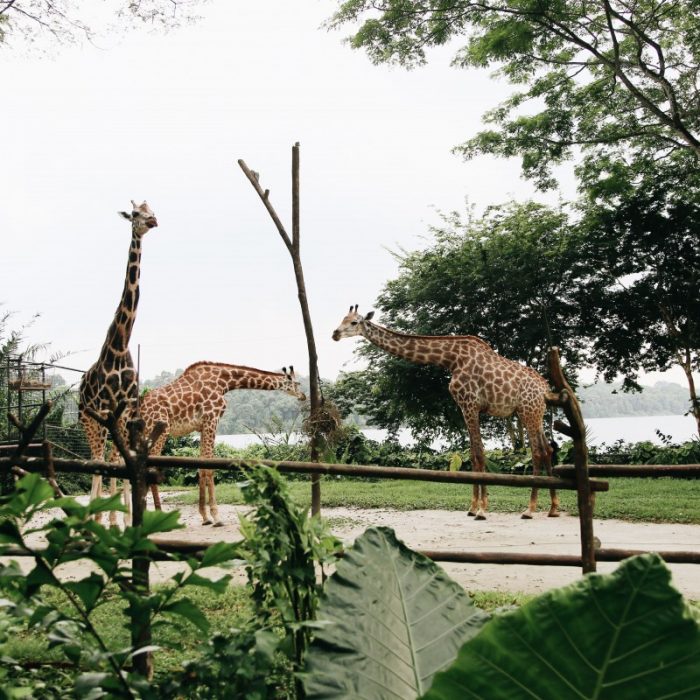 mandai-wildlife-reserve
