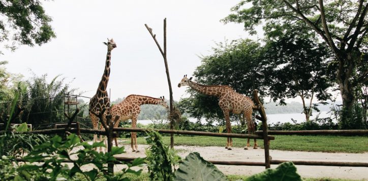 mandai-wildlife-reserve