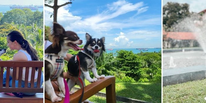 singapore-dog-festival