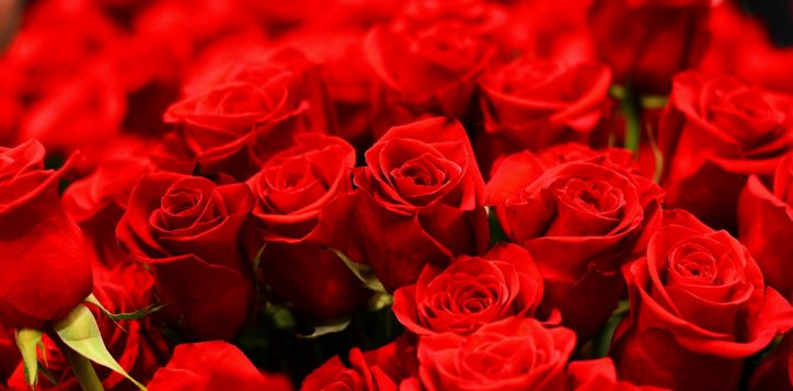 red-roses-for-valentines-day-61