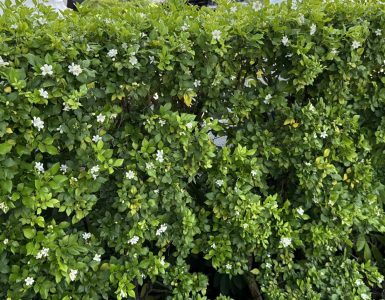novotel-nha-trang-achieves-green-key-certification