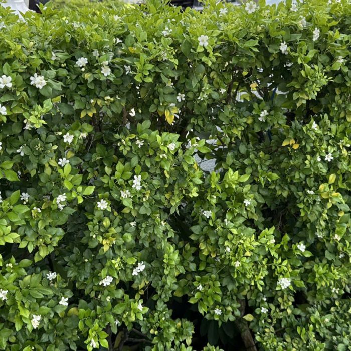 novotel-nha-trang-achieves-green-key-certification