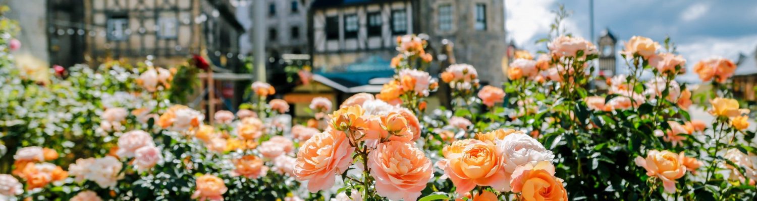 ba-na-the-enchanted-land-of-roses-above-the-clouds