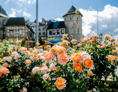 ba-na-the-enchanted-land-of-roses-above-the-clouds