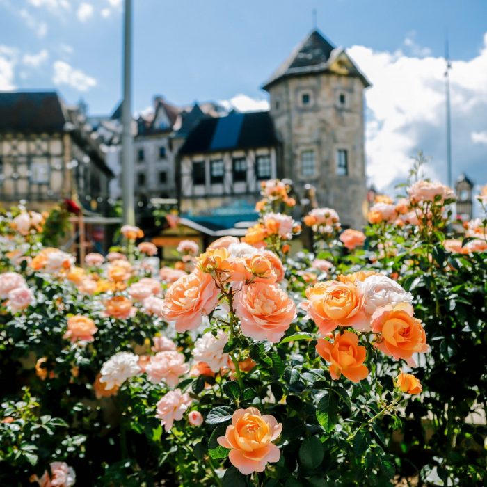 ba-na-the-enchanted-land-of-roses-above-the-clouds
