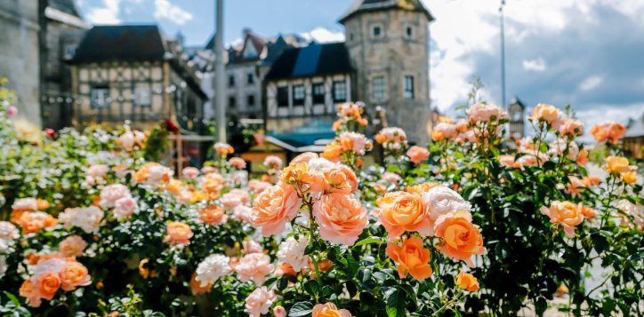 rose-garden