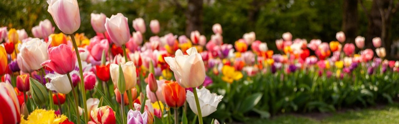 vibrant-tulip-festival-welcomes-spring-at-ba-na-hills-with-mercure-danang