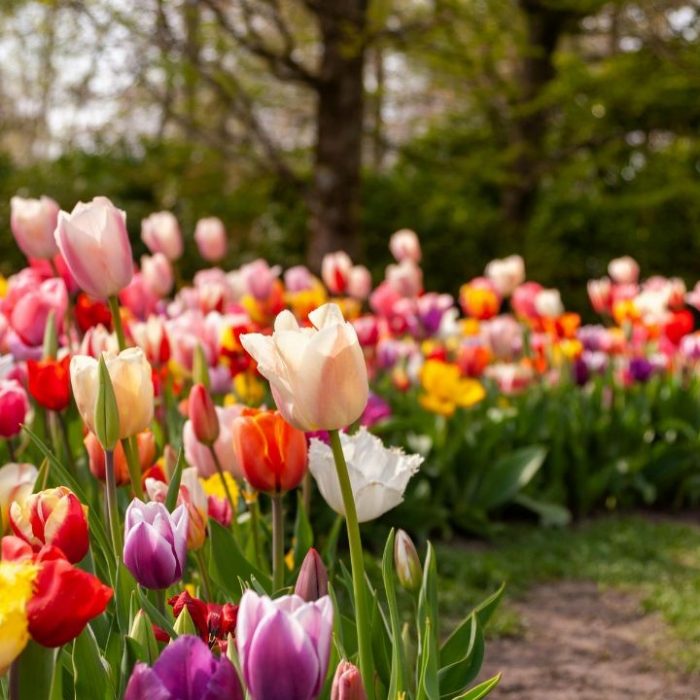 vibrant-tulip-festival-welcomes-spring-at-ba-na-hills-with-mercure-danang