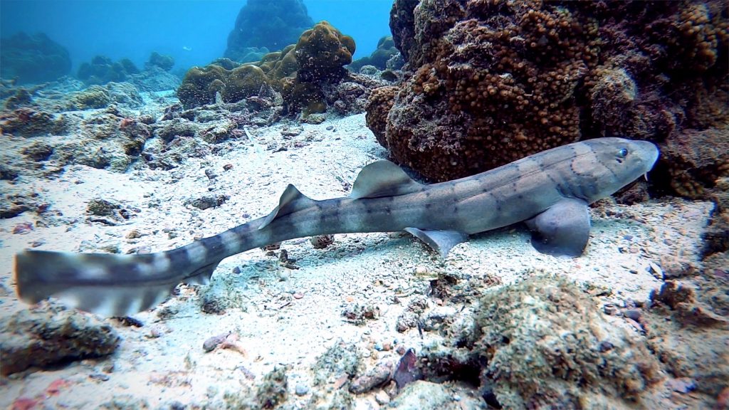 Pullman Phuket Panwa Beach Resort Bamboo Sharks Coming to Pullman