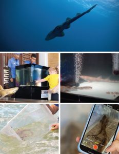 Pullman Phuket Panwa Beach Resort - PULLMAN MARINE LIFE