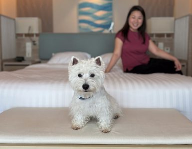 pet-friendly-hotel-phuket