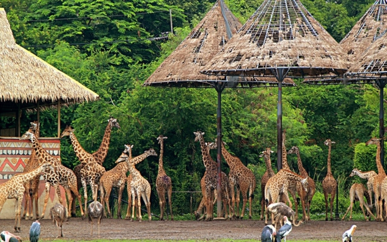 Image result for safari world bangkok