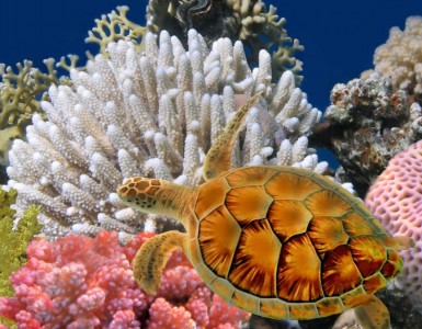 bangkok-sea-life-ocean-world