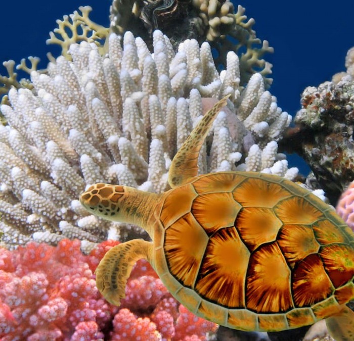 bangkok-sea-life-ocean-world