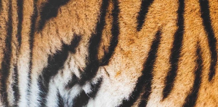 tiger-kingdom-phuket