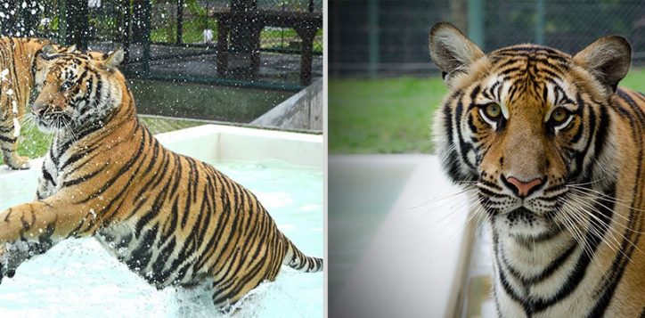 tiger-kingdom-phuket1