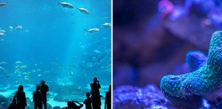 central-phuket-aquarium1