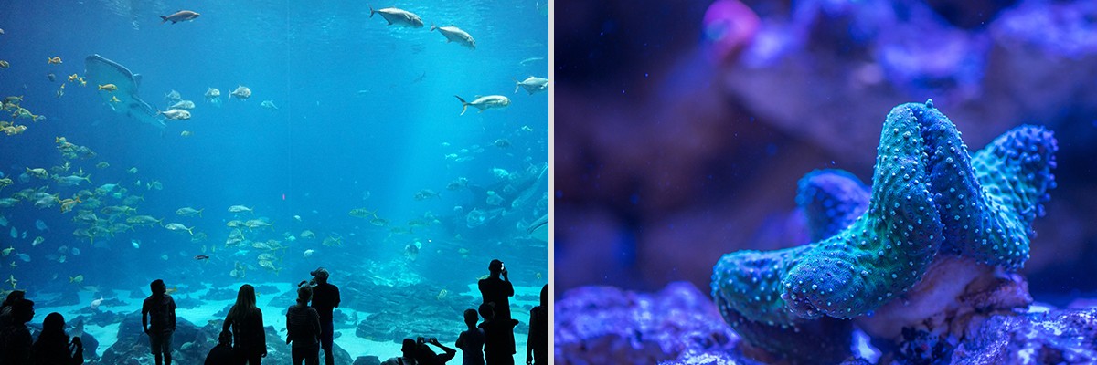 Central Phuket Aquarium