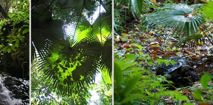 walking-the-rainforest-tour